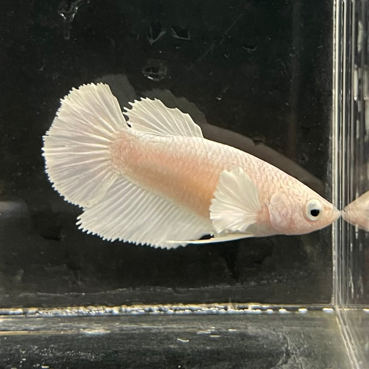 the-fish-farm Female Betta Female Betta - One Only - R Choose your own Female Betta at The Fish Farm Australia
