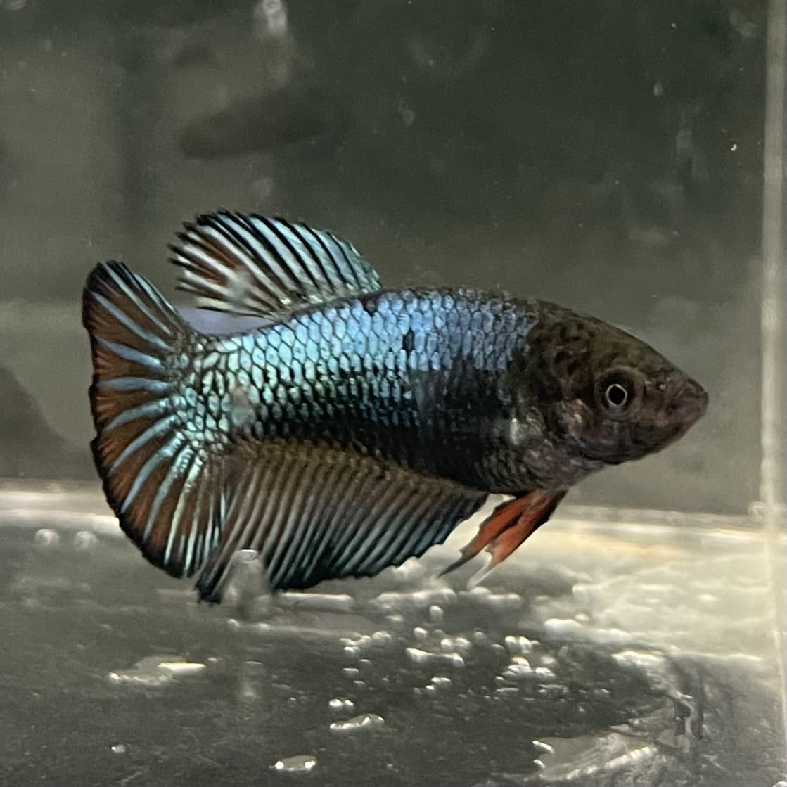 the-fish-farm Female Betta Female Betta - One Only - R Choose your own Female Betta at The Fish Farm Australia