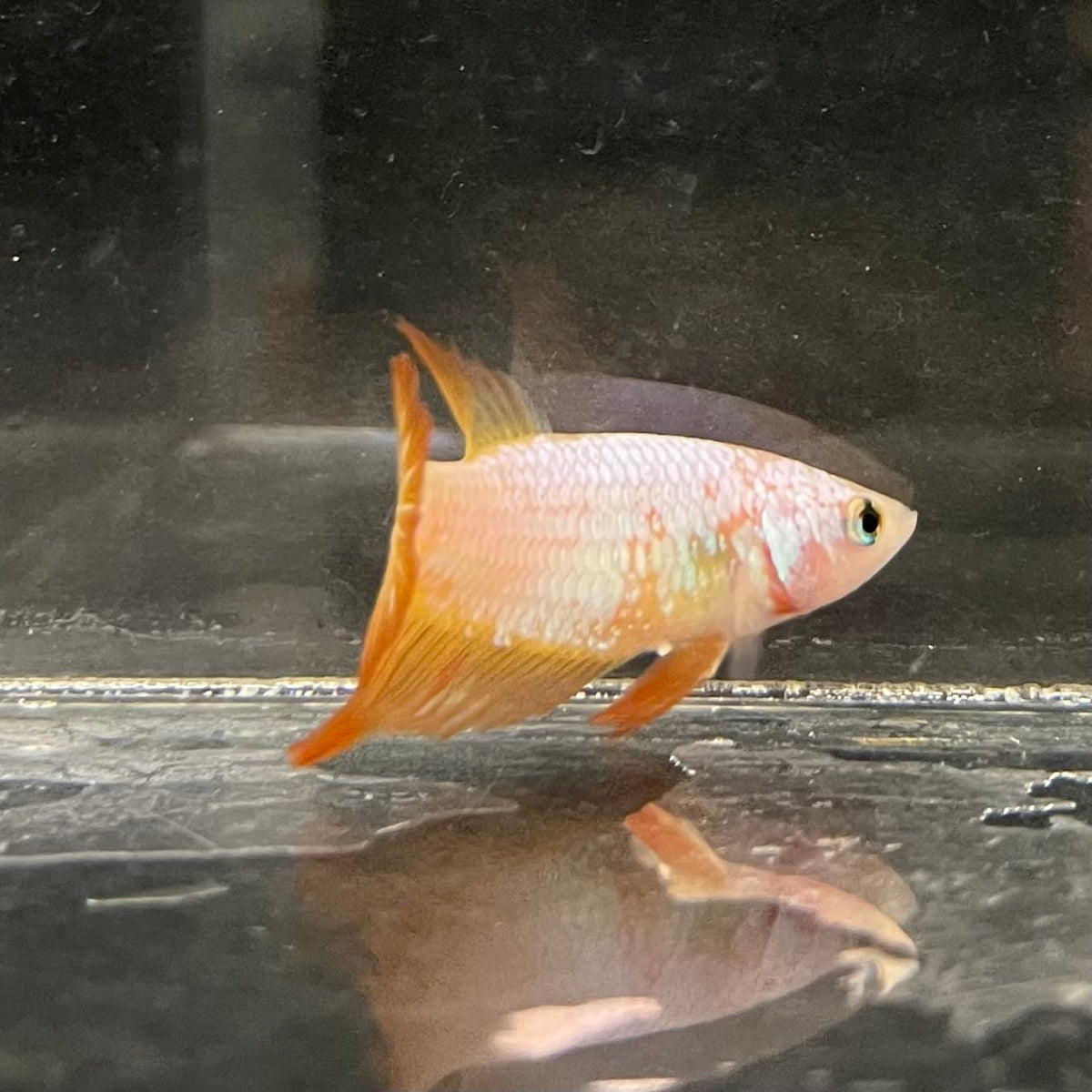 the-fish-farm Female Betta Female Betta - One Only - R Choose your own Female Betta at The Fish Farm Australia