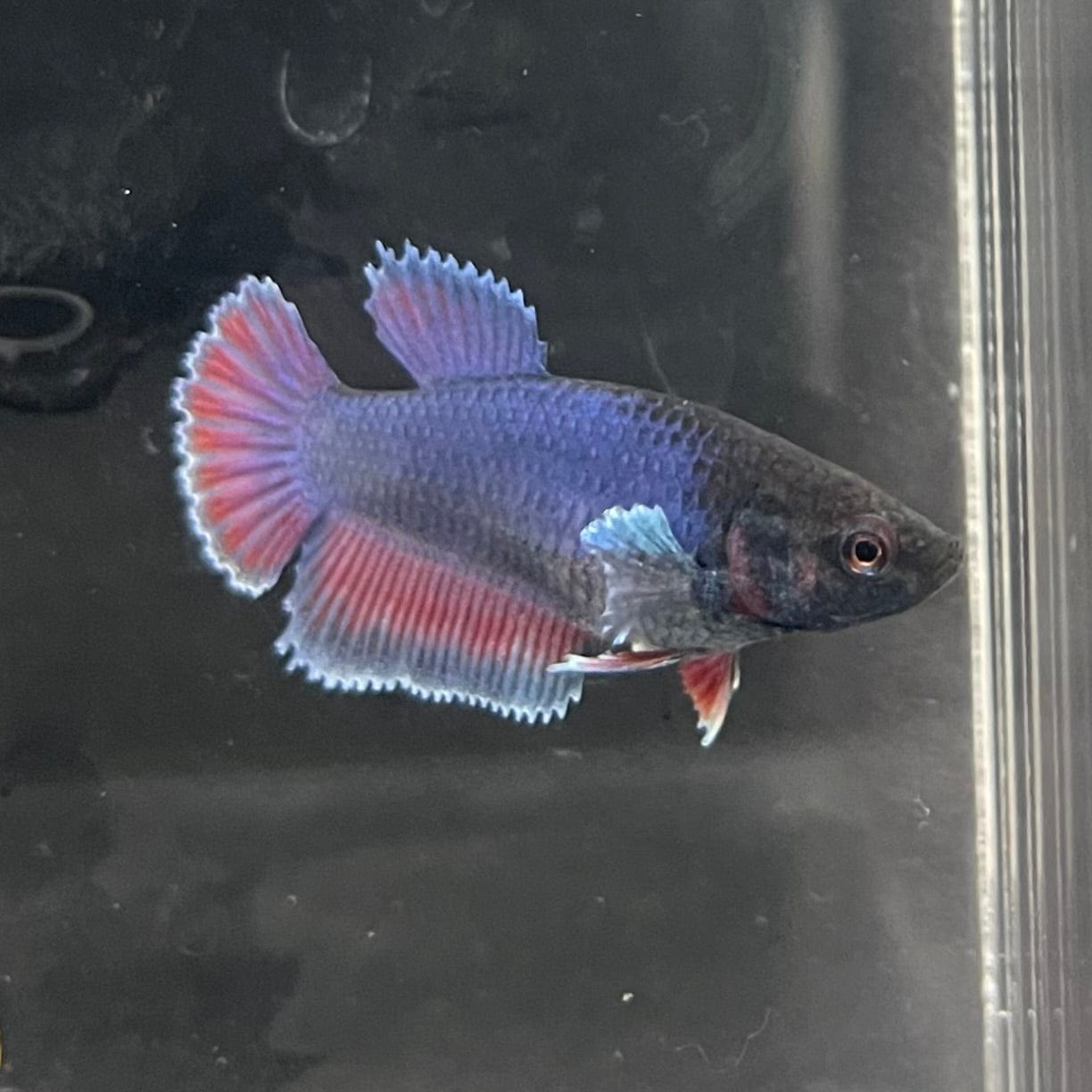 the-fish-farm Female Betta Female Betta - One Only - S Choose your own Female Betta at The Fish Farm Australia