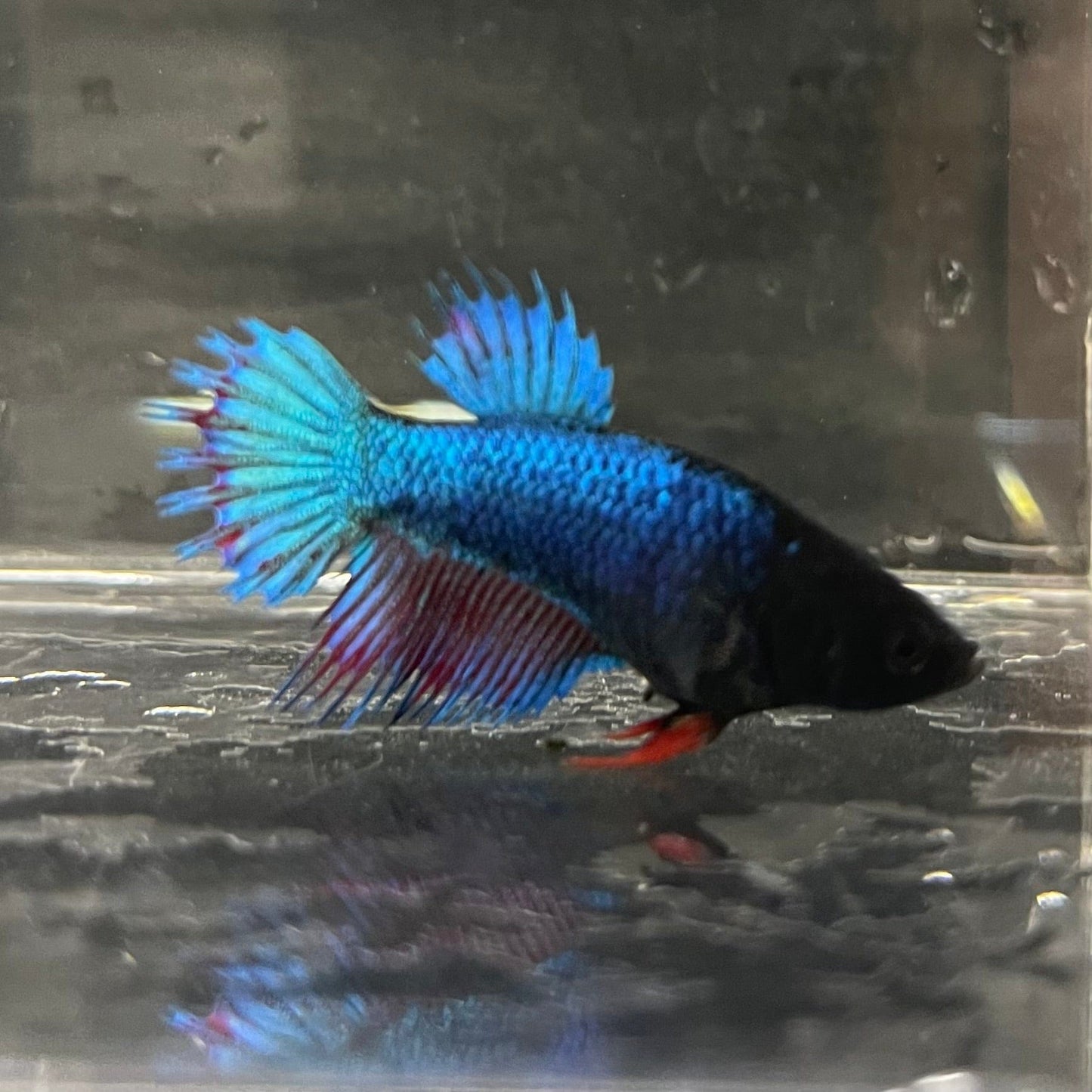 the-fish-farm Female Betta Female Betta - One Only - S Choose your own Female Betta at The Fish Farm Australia