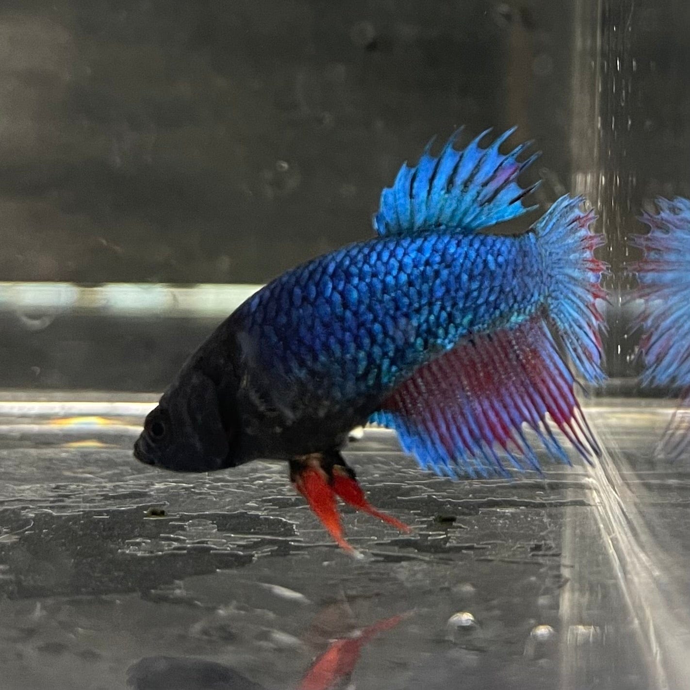 the-fish-farm Female Betta Female Betta - One Only - S Choose your own Female Betta at The Fish Farm Australia