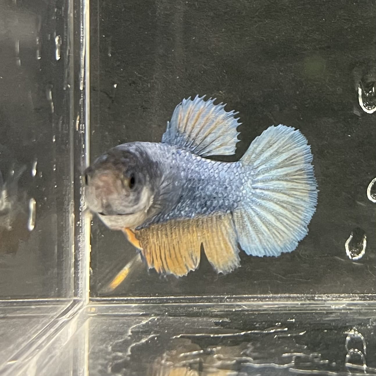 the-fish-farm Female Betta Female Betta - One Only - S Choose your own Female Betta at The Fish Farm Australia