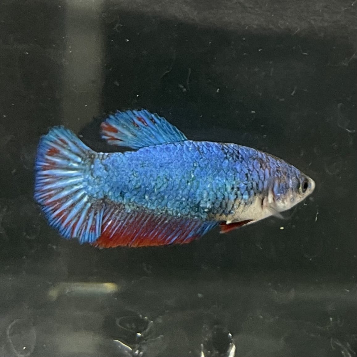 the-fish-farm Female Betta Female Betta - One Only - S Choose your own Female Betta at The Fish Farm Australia