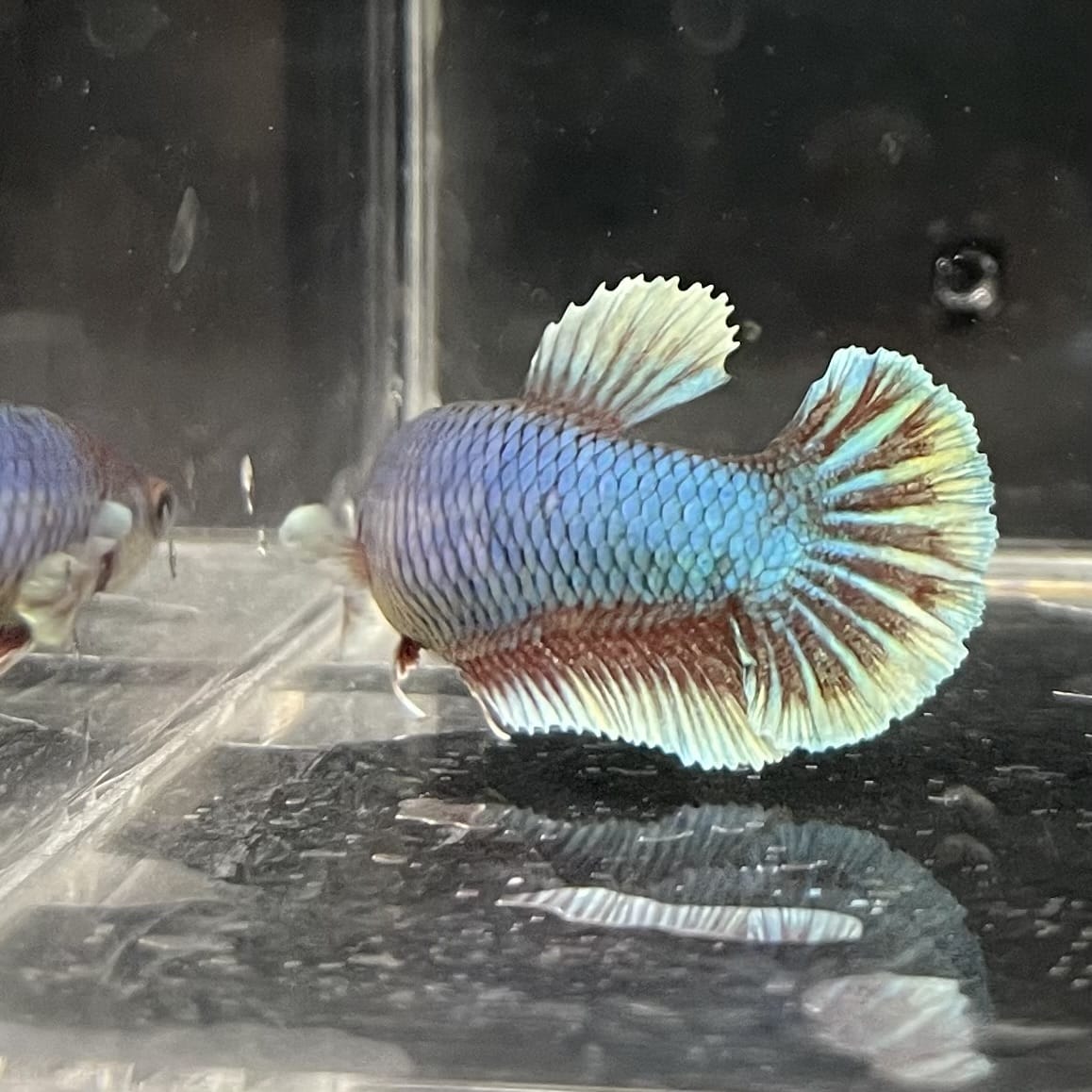 the-fish-farm Female Betta Female Betta - One Only - S Choose your own Female Betta at The Fish Farm Australia