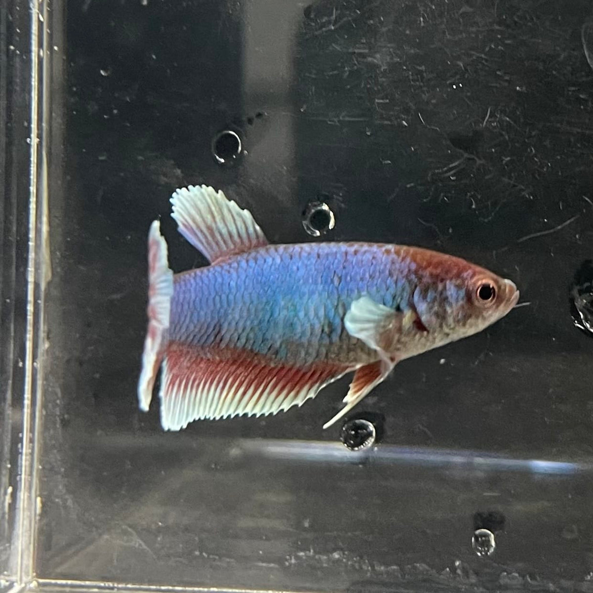 the-fish-farm Female Betta Female Betta - One Only - S Choose your own Female Betta at The Fish Farm Australia