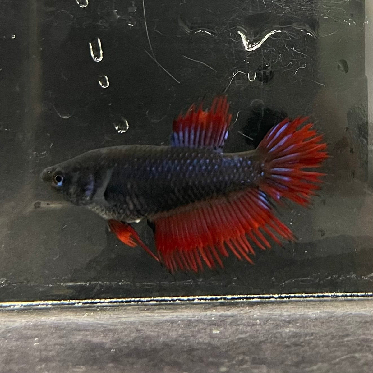 the-fish-farm Female Betta Female Betta - One Only - S Choose your own Female Betta at The Fish Farm Australia