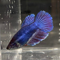 the-fish-farm Female Betta Female Betta - One Only - T Choose your own Female Betta at The Fish Farm Australia