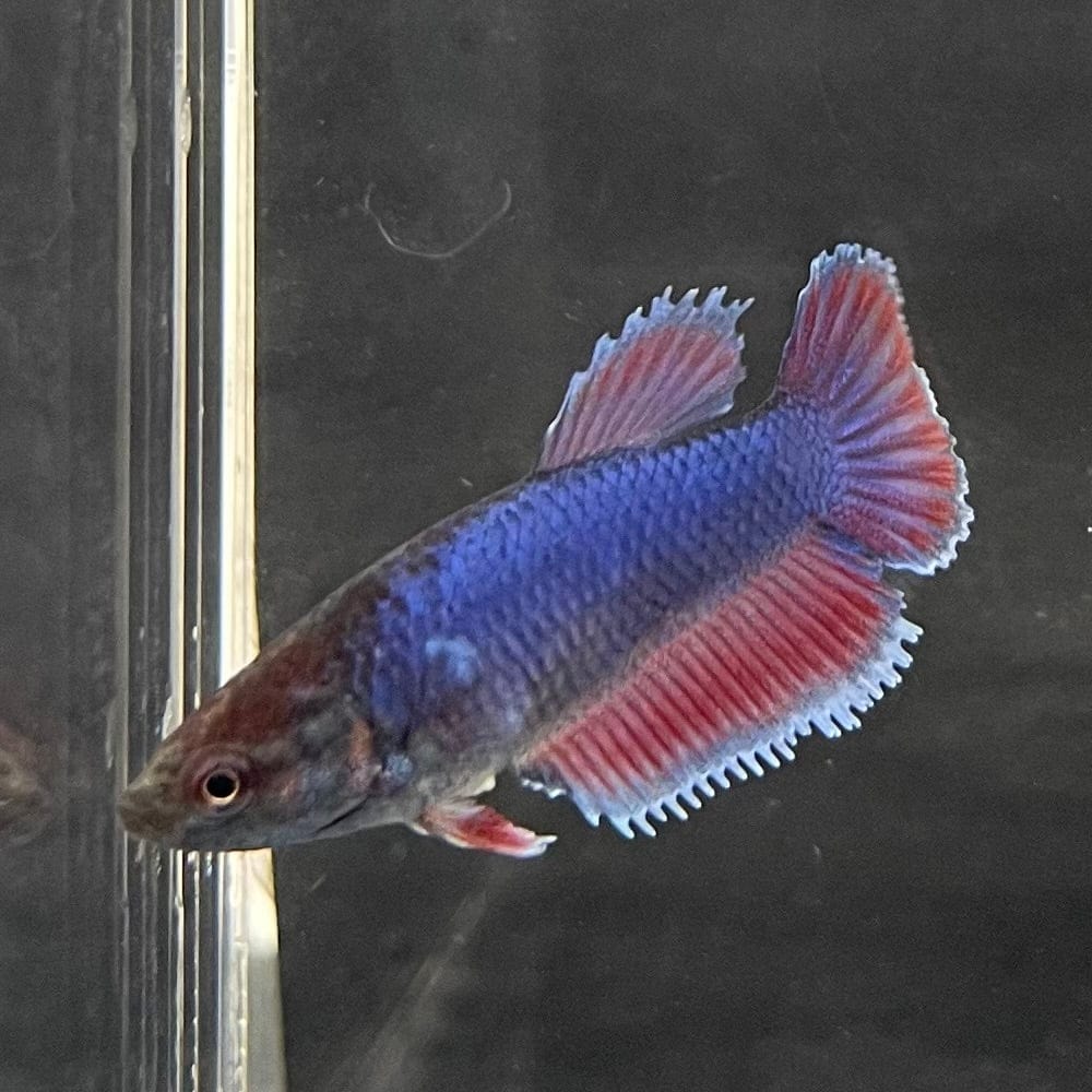 the-fish-farm Female Betta Female Betta - One Only - T Choose your own Female Betta at The Fish Farm Australia
