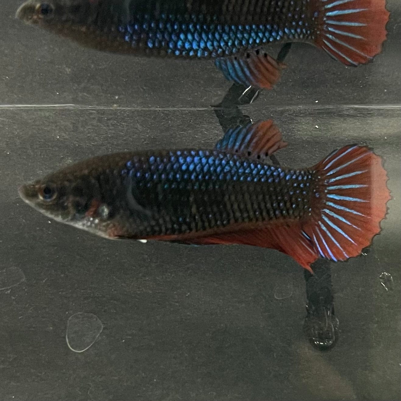 the-fish-farm Female Betta Female Betta - One Only - T Choose your own Female Betta at The Fish Farm Australia
