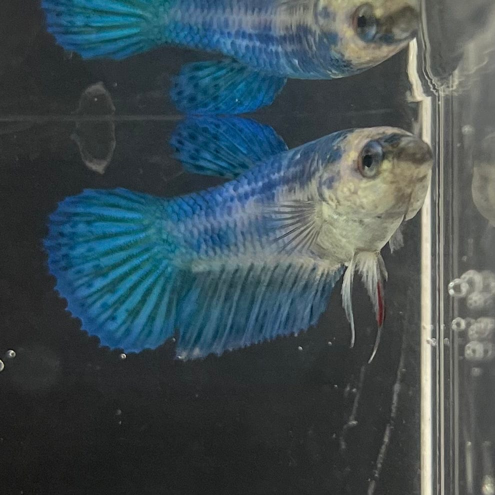 the-fish-farm Female Betta Female Betta - One Only - T Choose your own Female Betta at The Fish Farm Australia