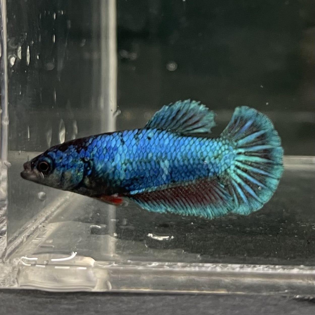 the-fish-farm Female Betta Female Betta - One Only - T Choose your own Female Betta at The Fish Farm Australia