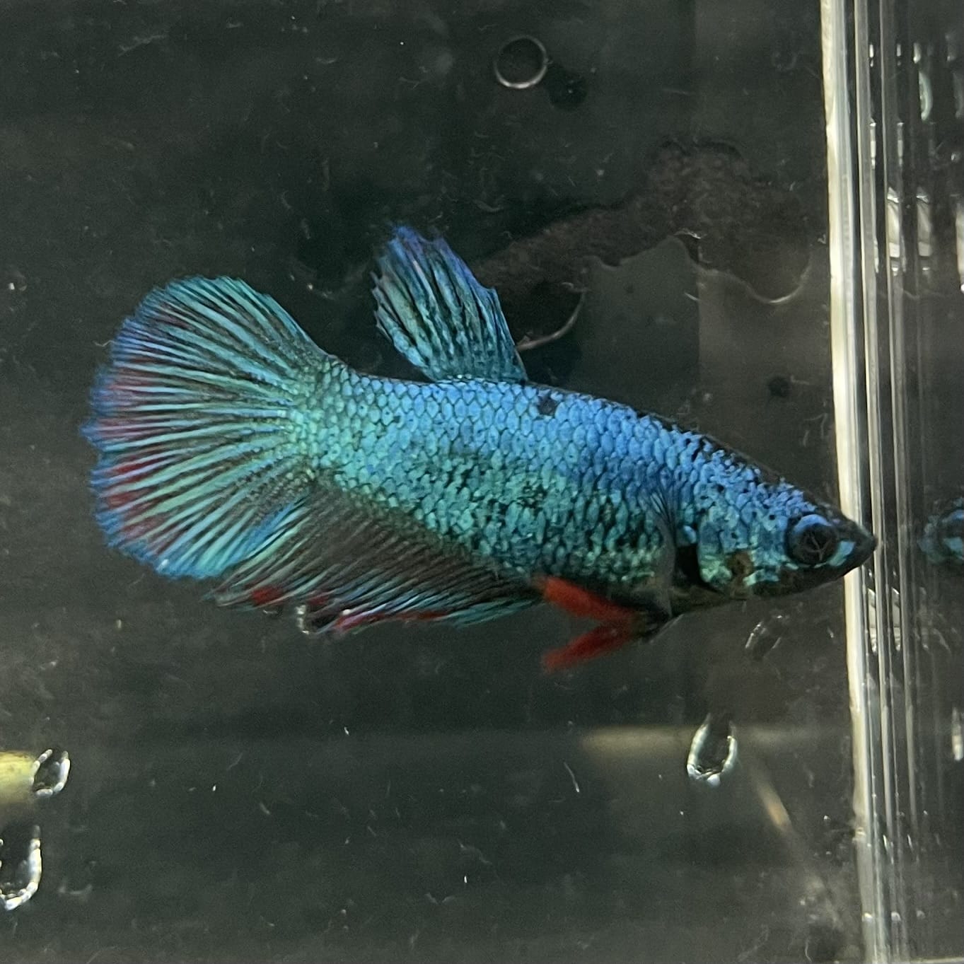 the-fish-farm Female Betta Female Betta - One Only - T Choose your own Female Betta at The Fish Farm Australia