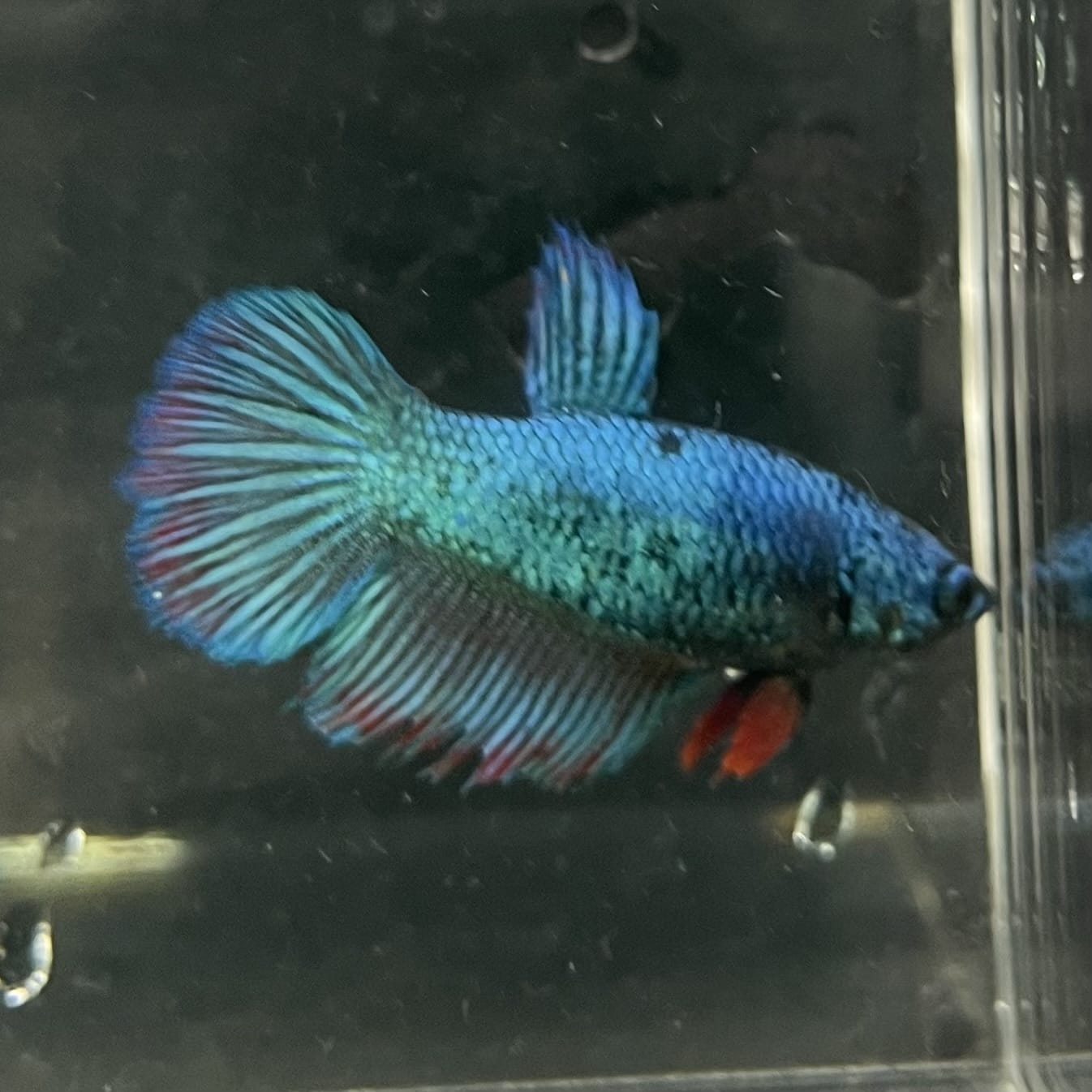 the-fish-farm Female Betta Female Betta - One Only - T Choose your own Female Betta at The Fish Farm Australia