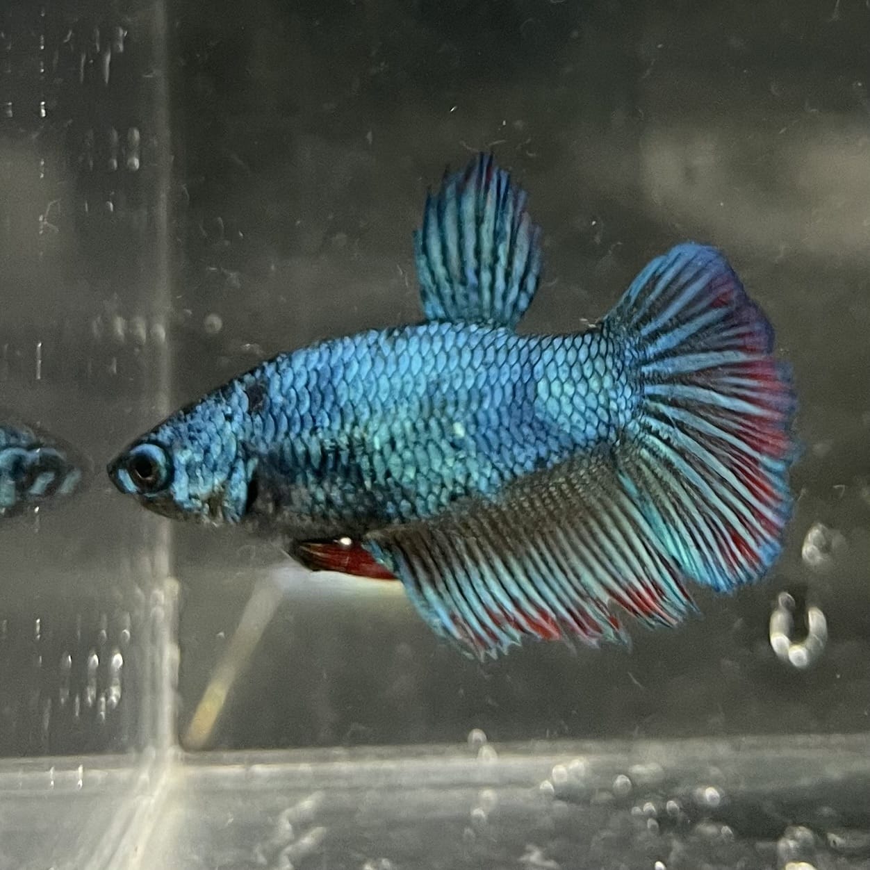 the-fish-farm Female Betta Female Betta - One Only - T Choose your own Female Betta at The Fish Farm Australia