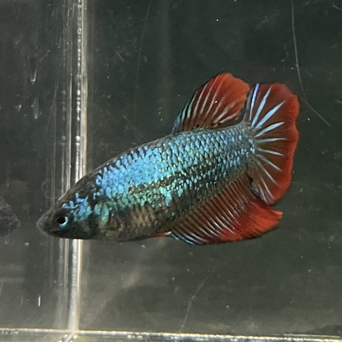 the-fish-farm Female Betta Female Betta - One Only - T Choose your own Female Betta at The Fish Farm Australia