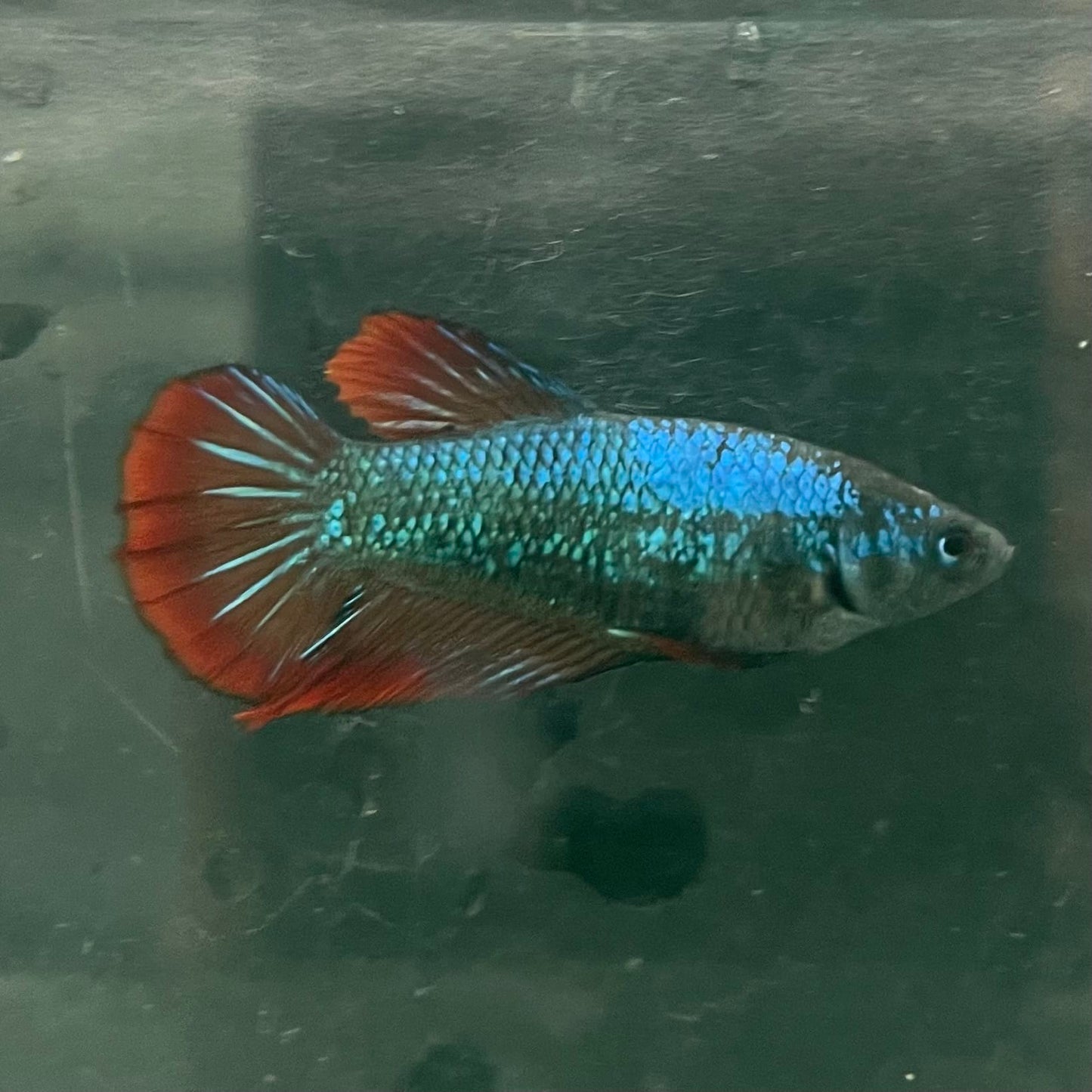 the-fish-farm Female Betta Female Betta - One Only - T Choose your own Female Betta at The Fish Farm Australia