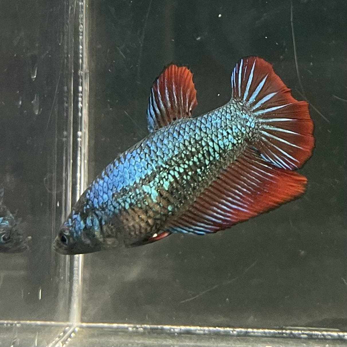 the-fish-farm Female Betta Female Betta - One Only - T Choose your own Female Betta at The Fish Farm Australia