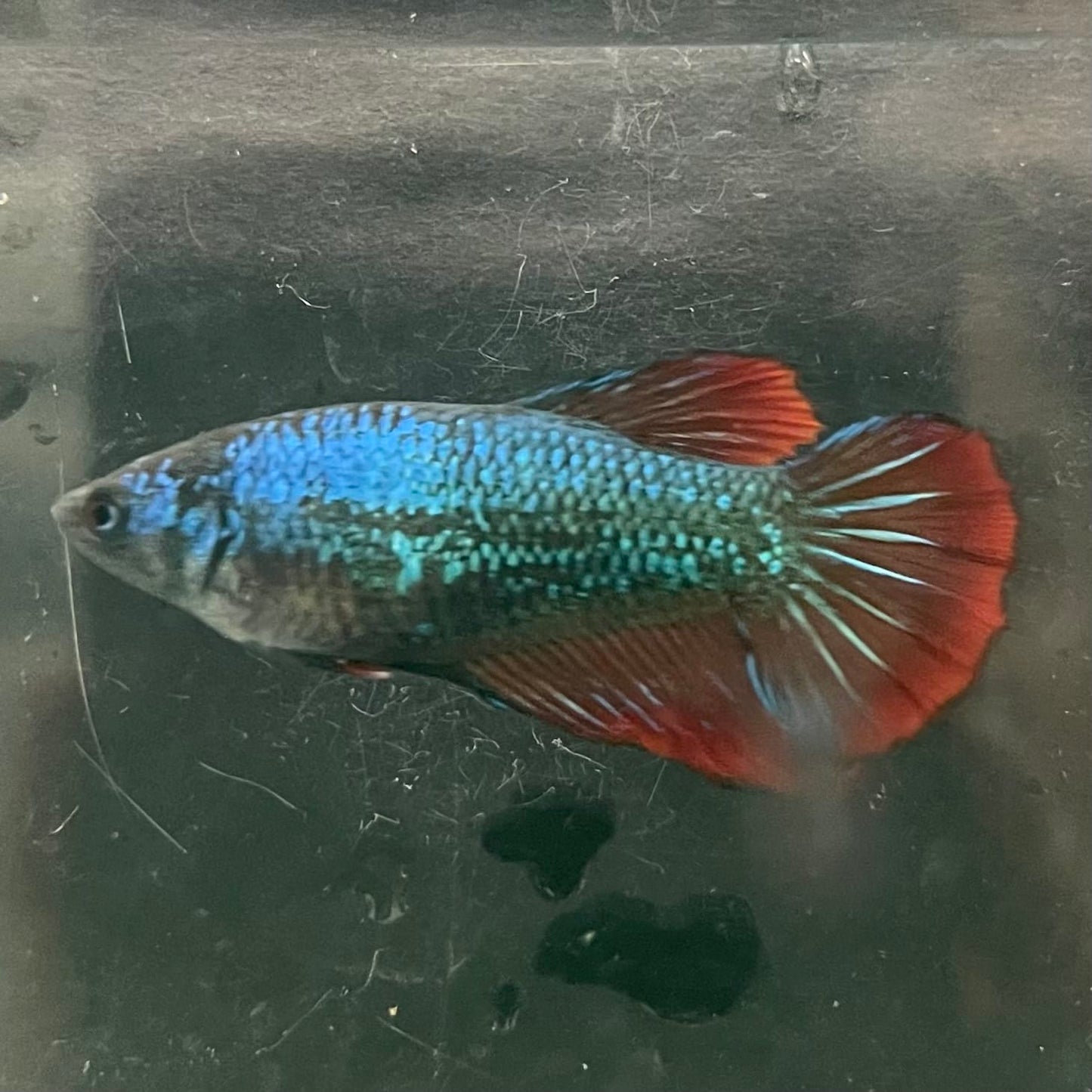 the-fish-farm Female Betta Female Betta - One Only - T Choose your own Female Betta at The Fish Farm Australia