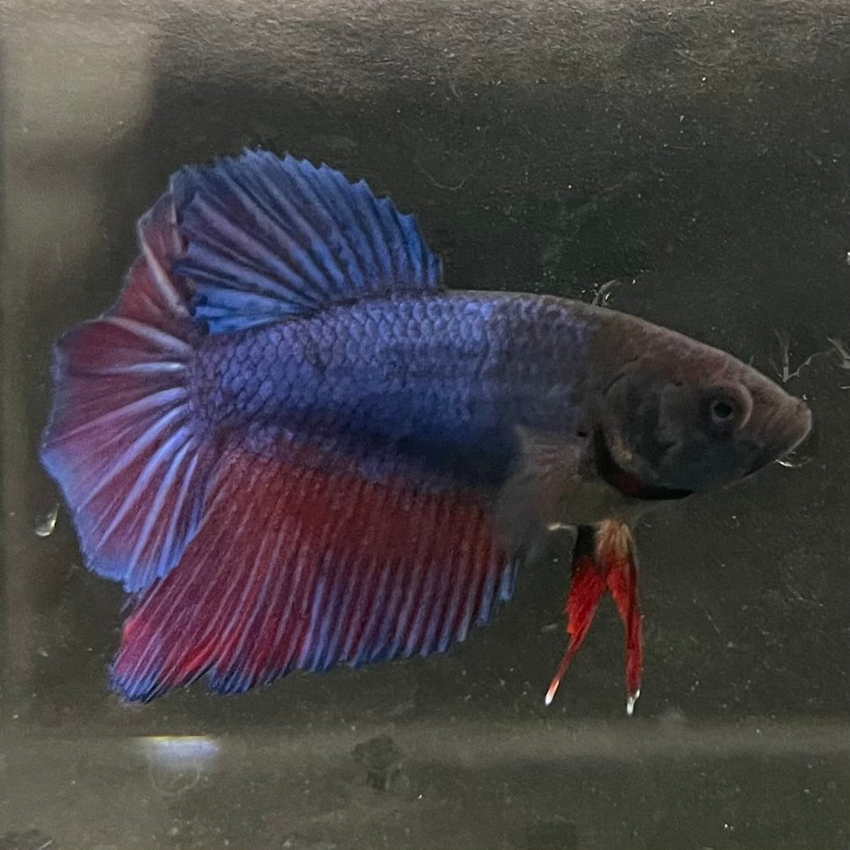 the-fish-farm Female Betta Female Betta - One Only - T Choose your own Female Betta at The Fish Farm Australia