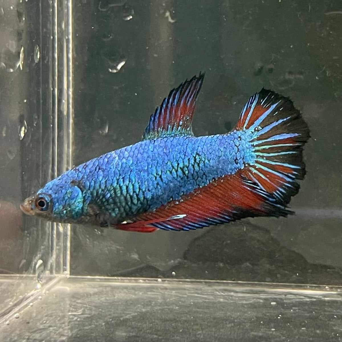 the-fish-farm Female Betta Female Betta - One Only - T Choose your own Female Betta at The Fish Farm Australia
