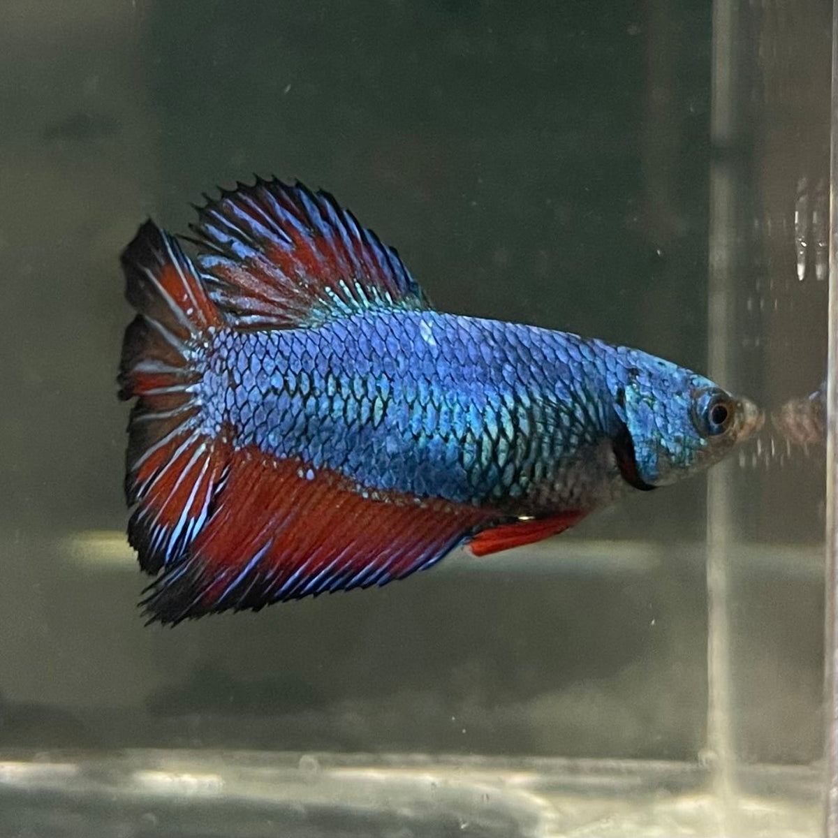 the-fish-farm Female Betta Female Betta - One Only - T Choose your own Female Betta at The Fish Farm Australia