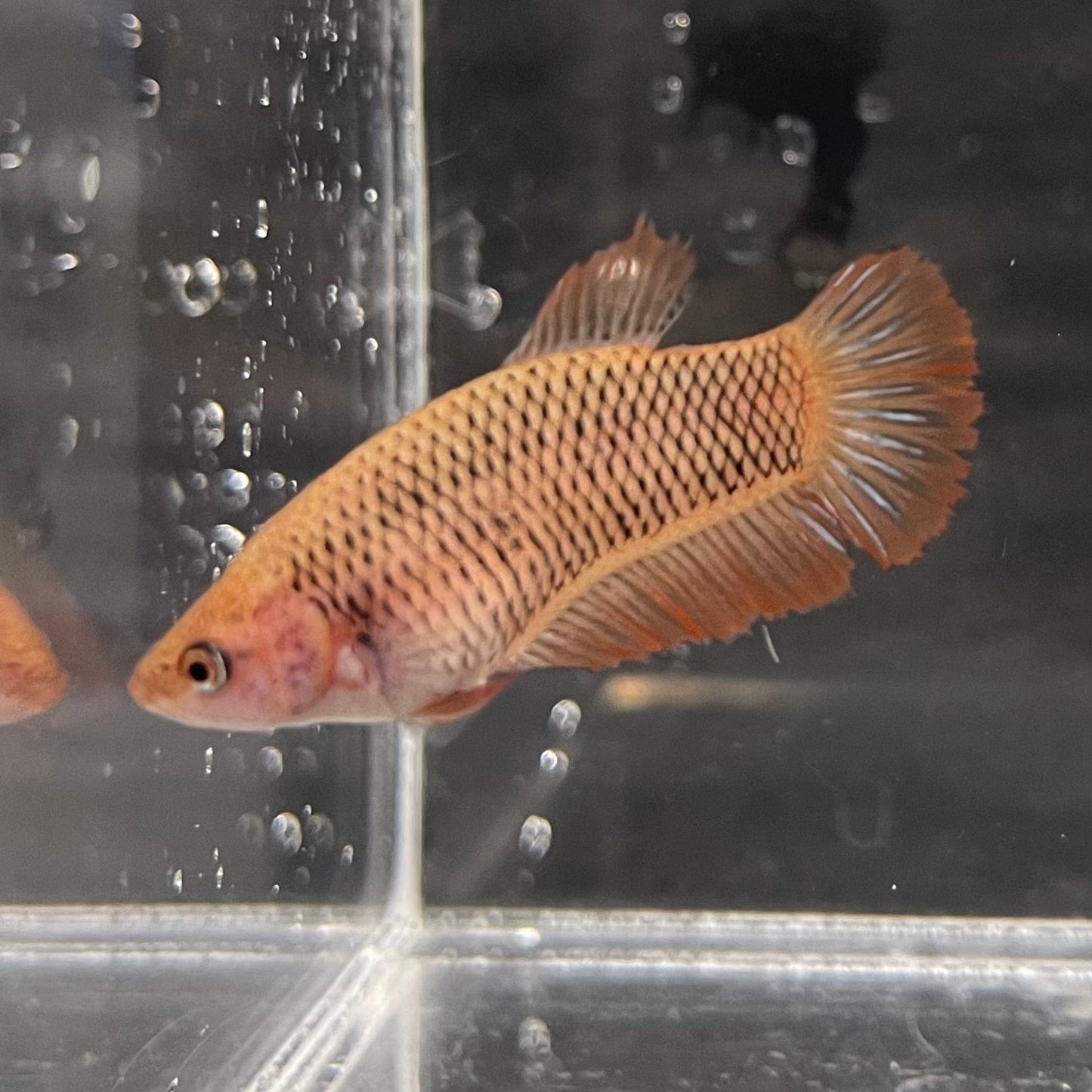 the-fish-farm Female Betta Female Betta - One Only - U Choose your own Female Betta at The Fish Farm Australia