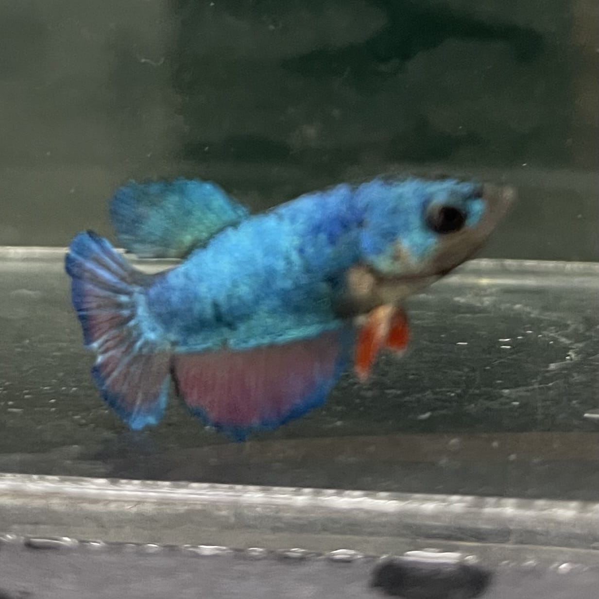 the-fish-farm Female Betta Female Betta - One Only - U Choose your own Female Betta at The Fish Farm Australia