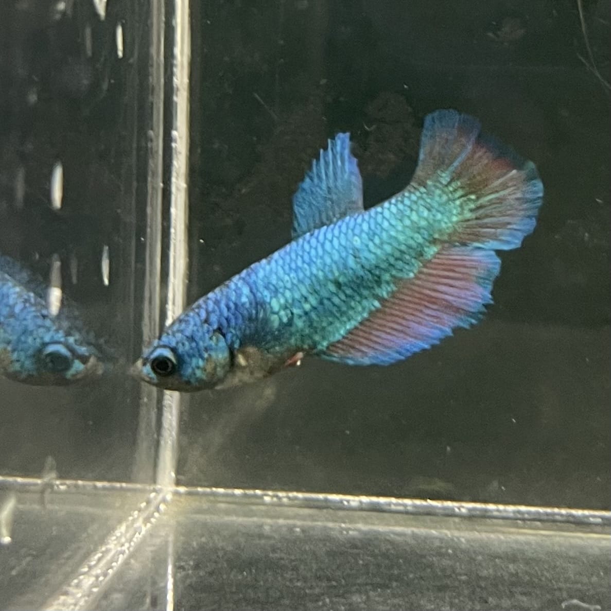 the-fish-farm Female Betta Female Betta - One Only - U Choose your own Female Betta at The Fish Farm Australia