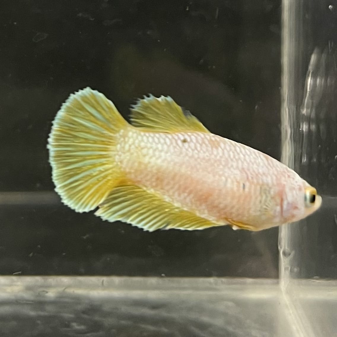 the-fish-farm Female Betta Female Betta - One Only - U Choose your own Female Betta at The Fish Farm Australia
