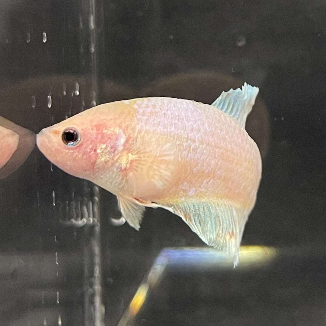 the-fish-farm Female Betta Female Betta - One Only - V Choose your own Female Betta at The Fish Farm Australia