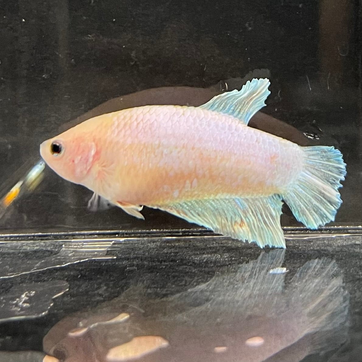 the-fish-farm Female Betta Female Betta - One Only - V Choose your own Female Betta at The Fish Farm Australia
