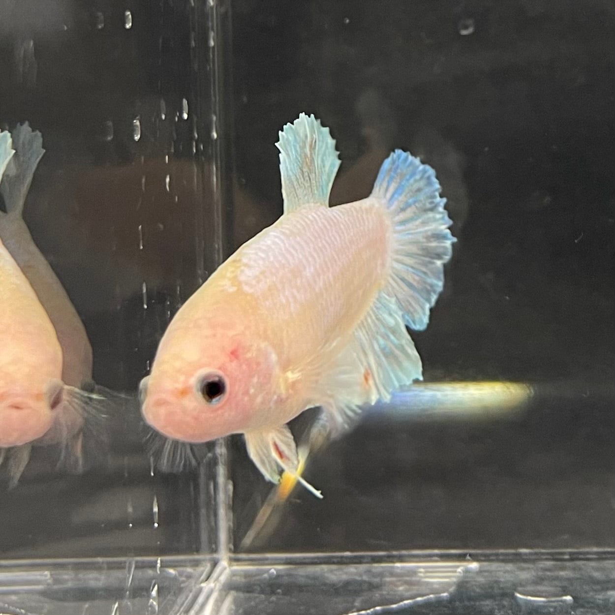 the-fish-farm Female Betta Female Betta - One Only - V Choose your own Female Betta at The Fish Farm Australia