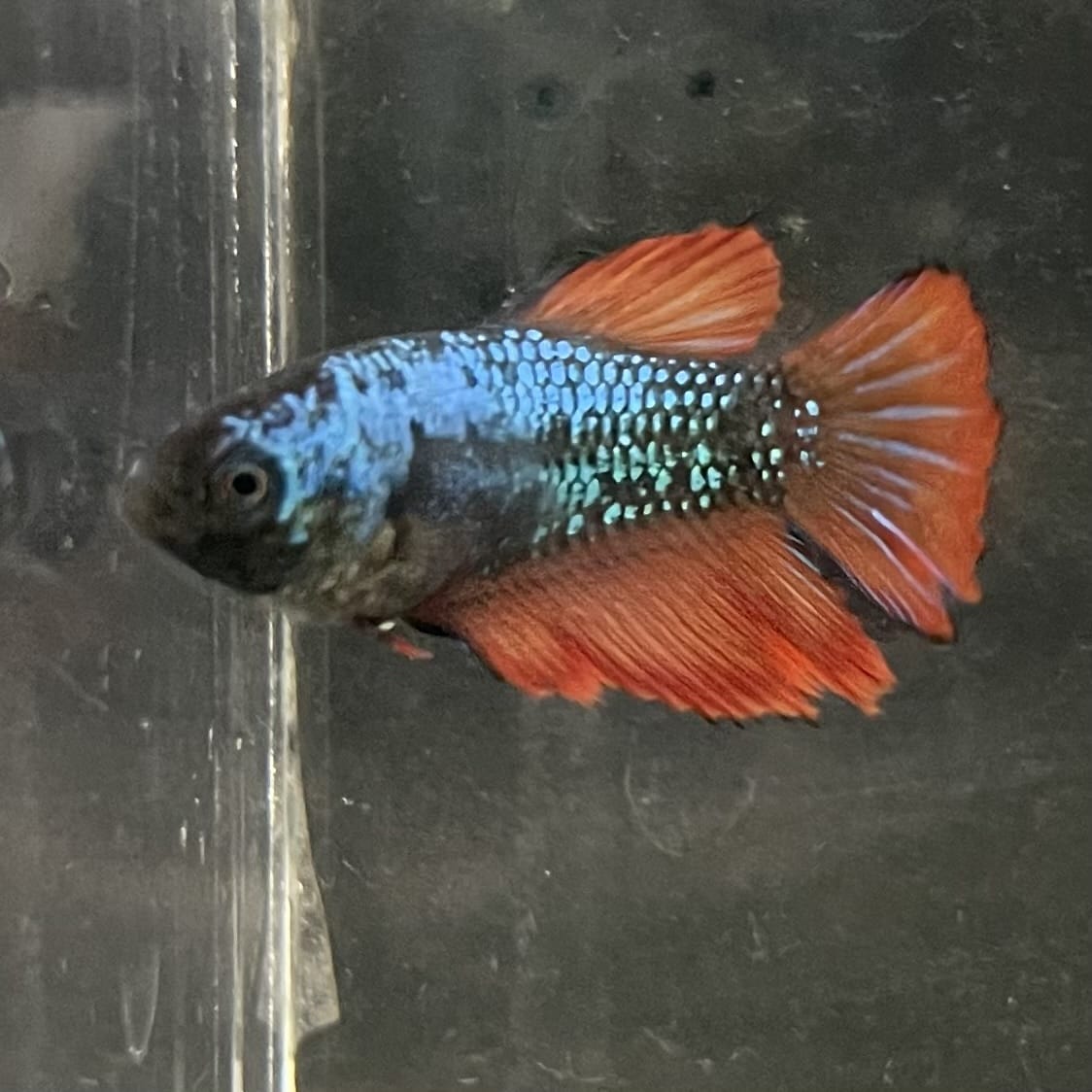 the-fish-farm Female Betta Female Betta - One Only - V Choose your own Female Betta at The Fish Farm Australia