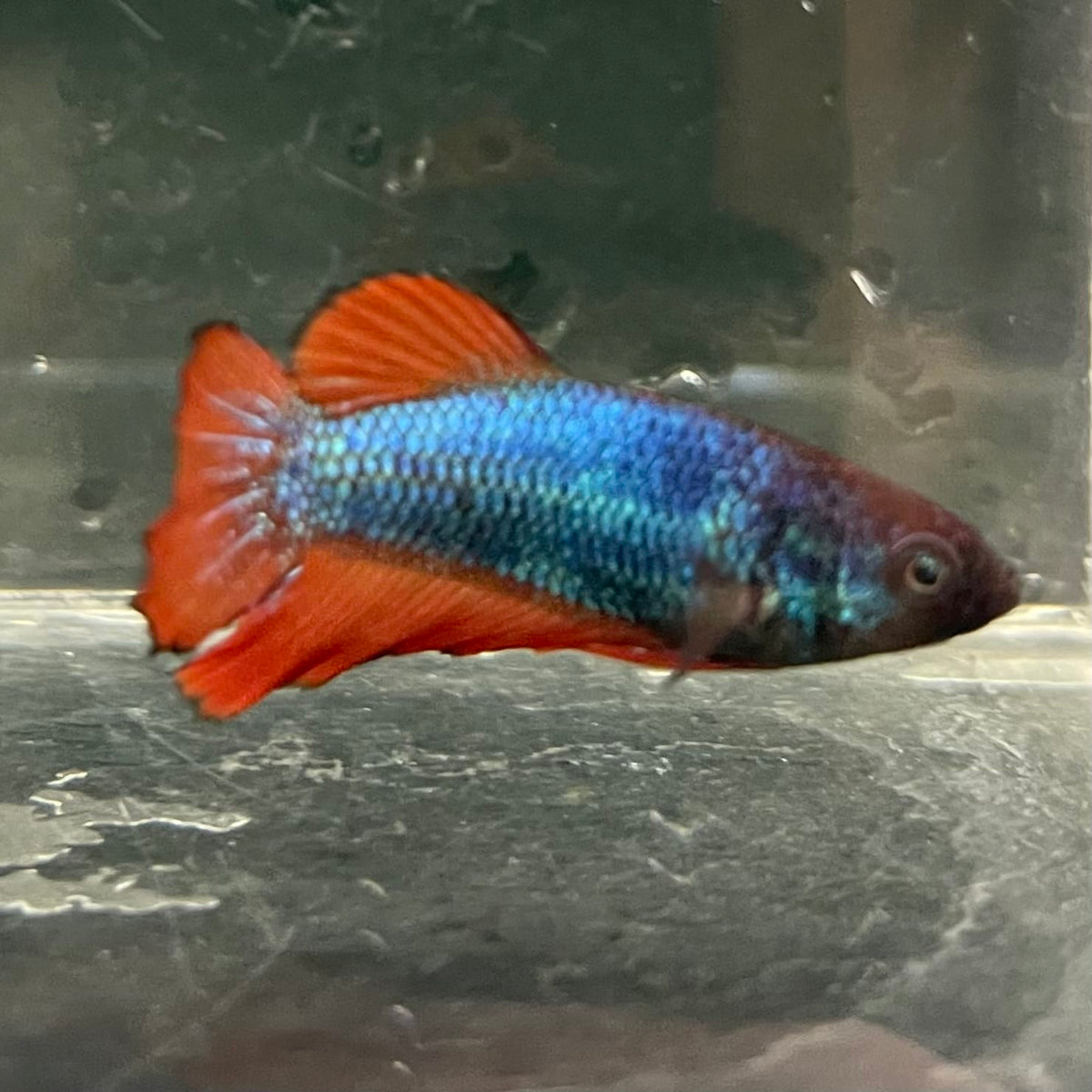the-fish-farm Female Betta Female Betta - One Only - V Choose your own Female Betta at The Fish Farm Australia