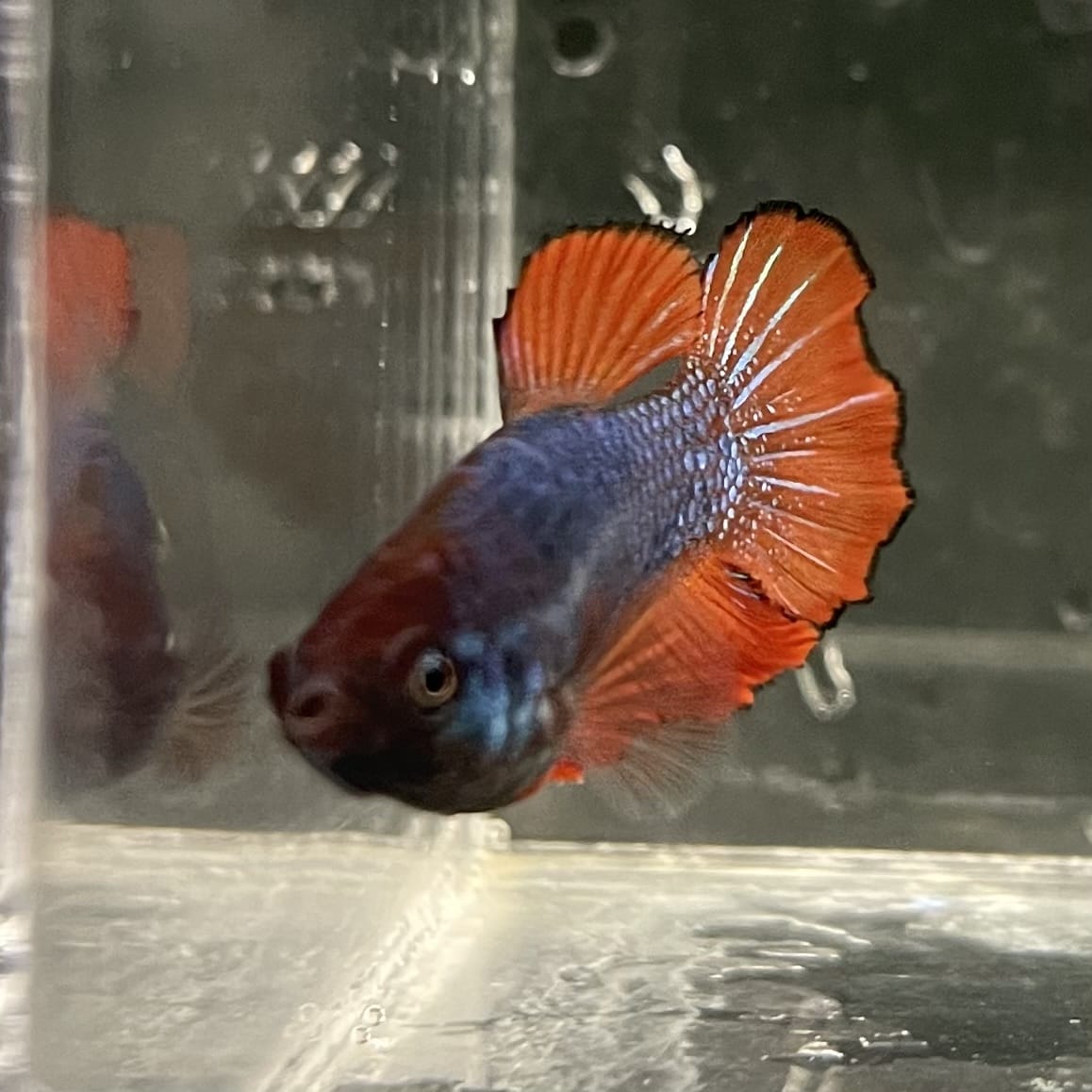 the-fish-farm Female Betta Female Betta - One Only - V Choose your own Female Betta at The Fish Farm Australia