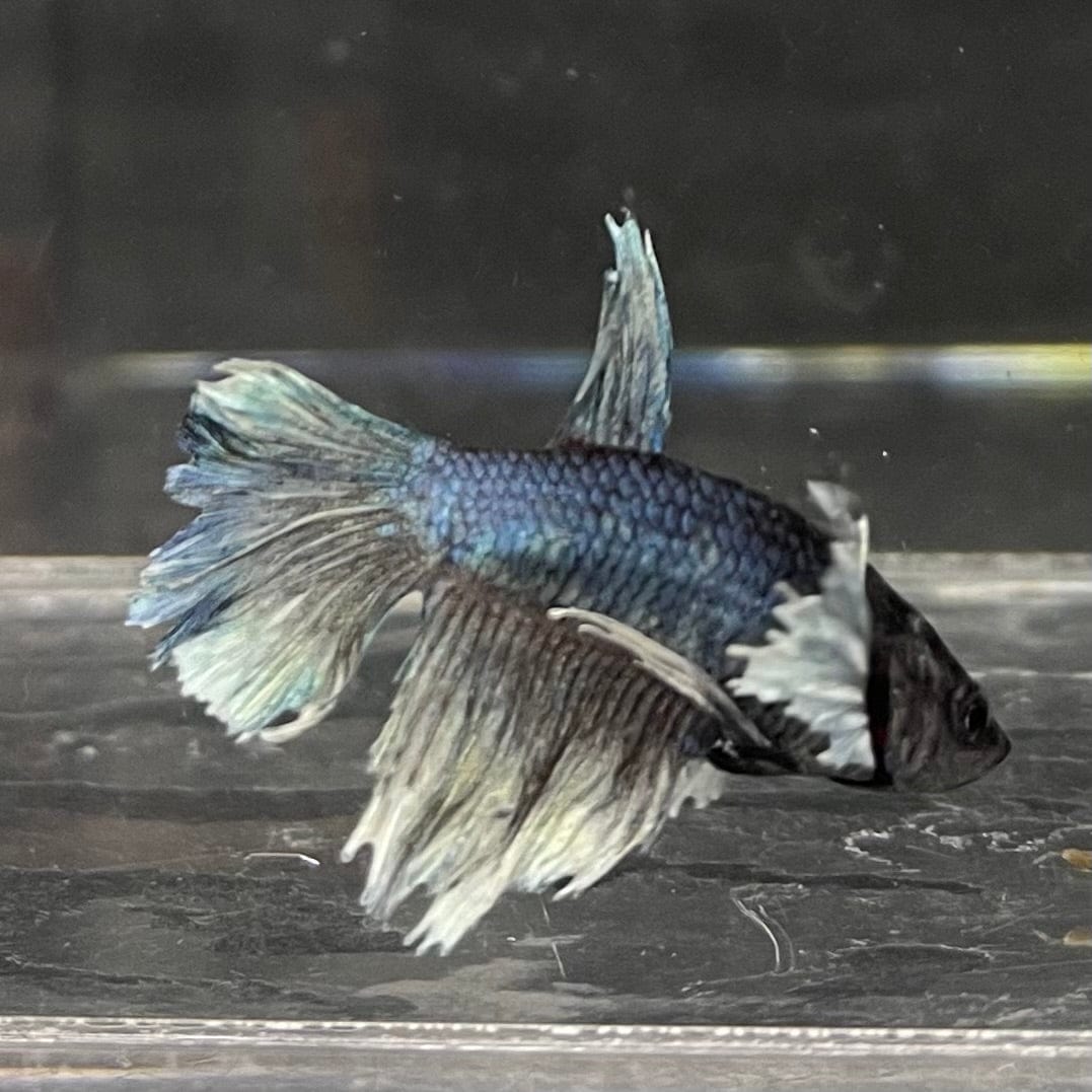 the-fish-farm Female Betta Female Betta - One Only - W Choose your own Female Betta at The Fish Farm Australia