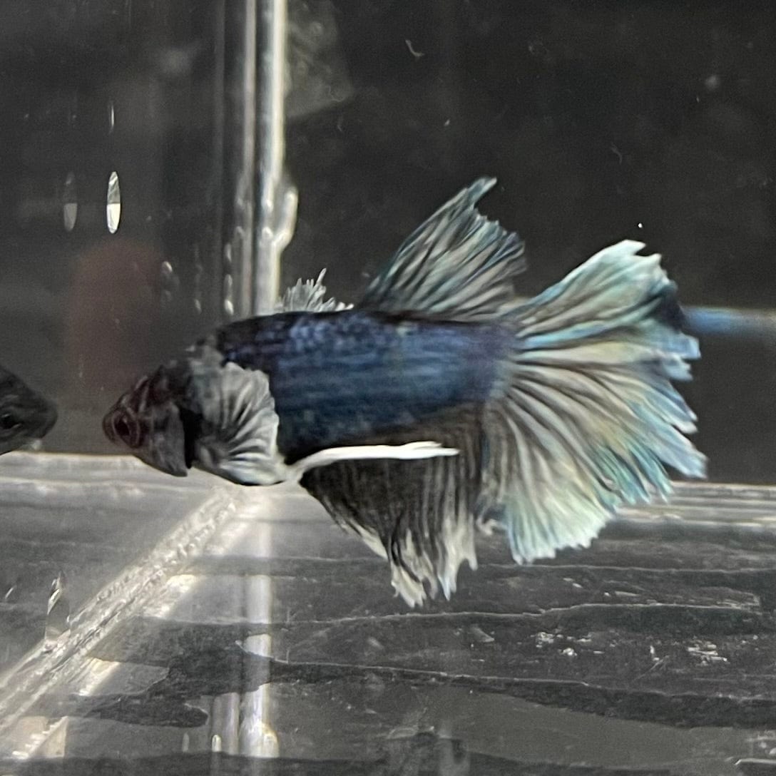 the-fish-farm Female Betta Female Betta - One Only - W Choose your own Female Betta at The Fish Farm Australia