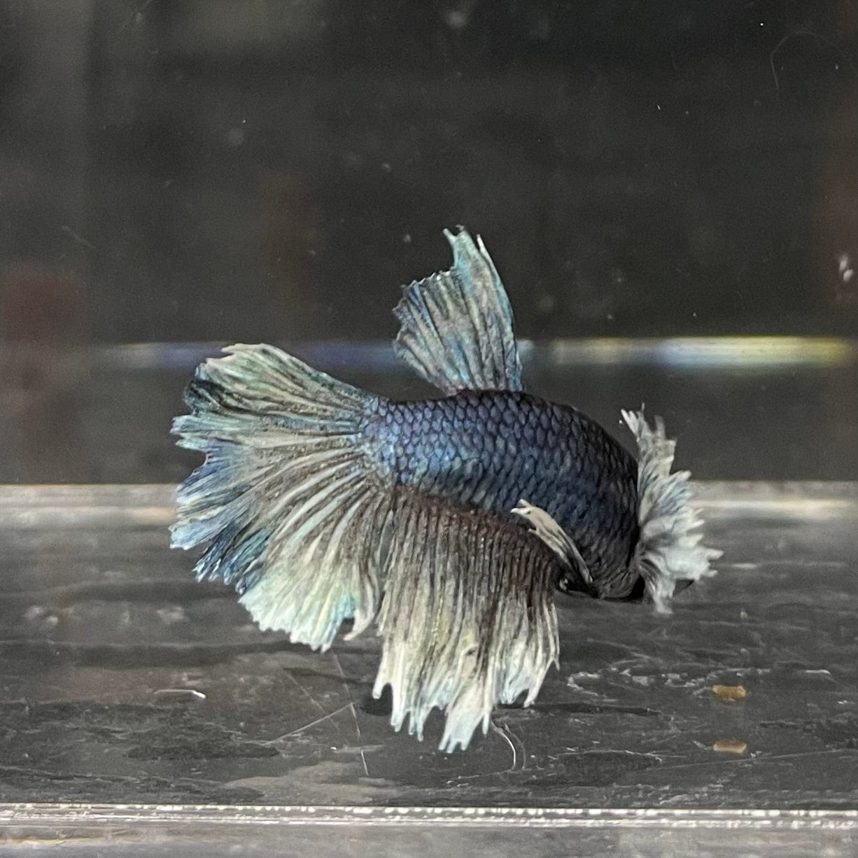 the-fish-farm Female Betta Female Betta - One Only - W Choose your own Female Betta at The Fish Farm Australia
