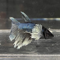 the-fish-farm Female Betta Female Betta - One Only - W Choose your own Female Betta at The Fish Farm Australia