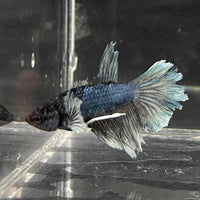 the-fish-farm Female Betta Female Betta - One Only - W Choose your own Female Betta at The Fish Farm Australia