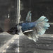 the-fish-farm Female Betta Female Betta - One Only - W Choose your own Female Betta at The Fish Farm Australia
