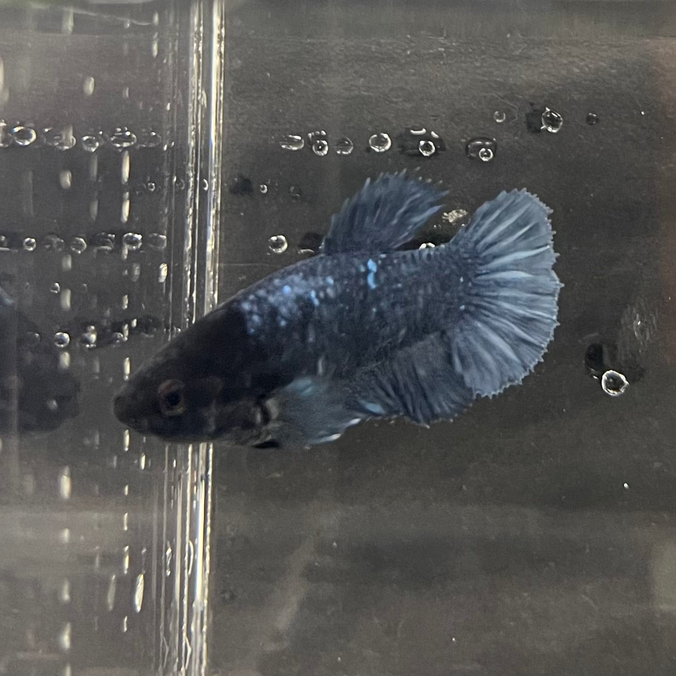 the-fish-farm Female Betta Female Betta - One Only - W Choose your own Female Betta at The Fish Farm Australia