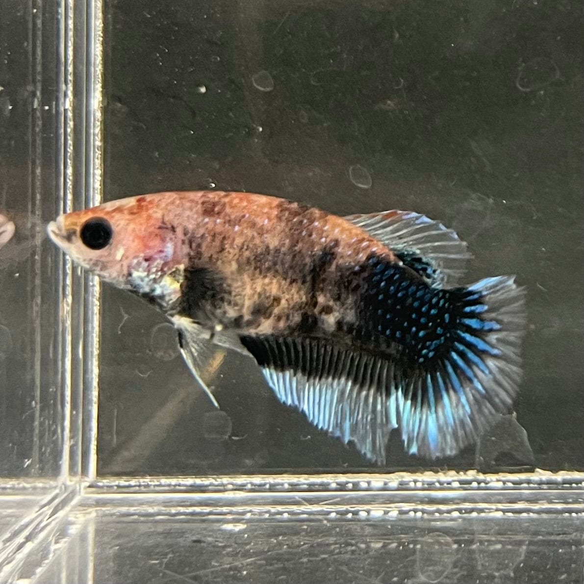 the-fish-farm Female Betta Female Betta - One Only - W Choose your own Female Betta at The Fish Farm Australia