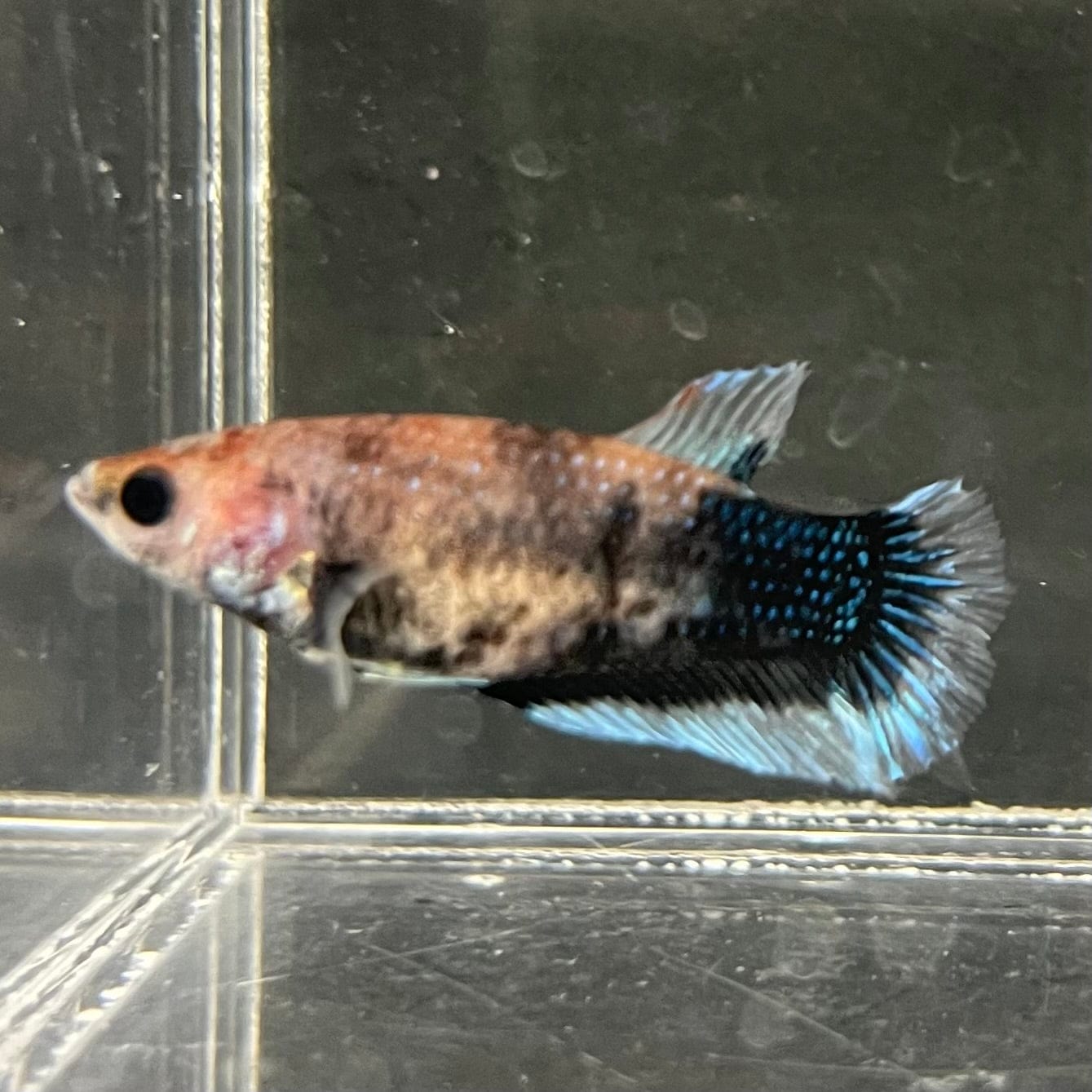 the-fish-farm Female Betta Female Betta - One Only - W Choose your own Female Betta at The Fish Farm Australia