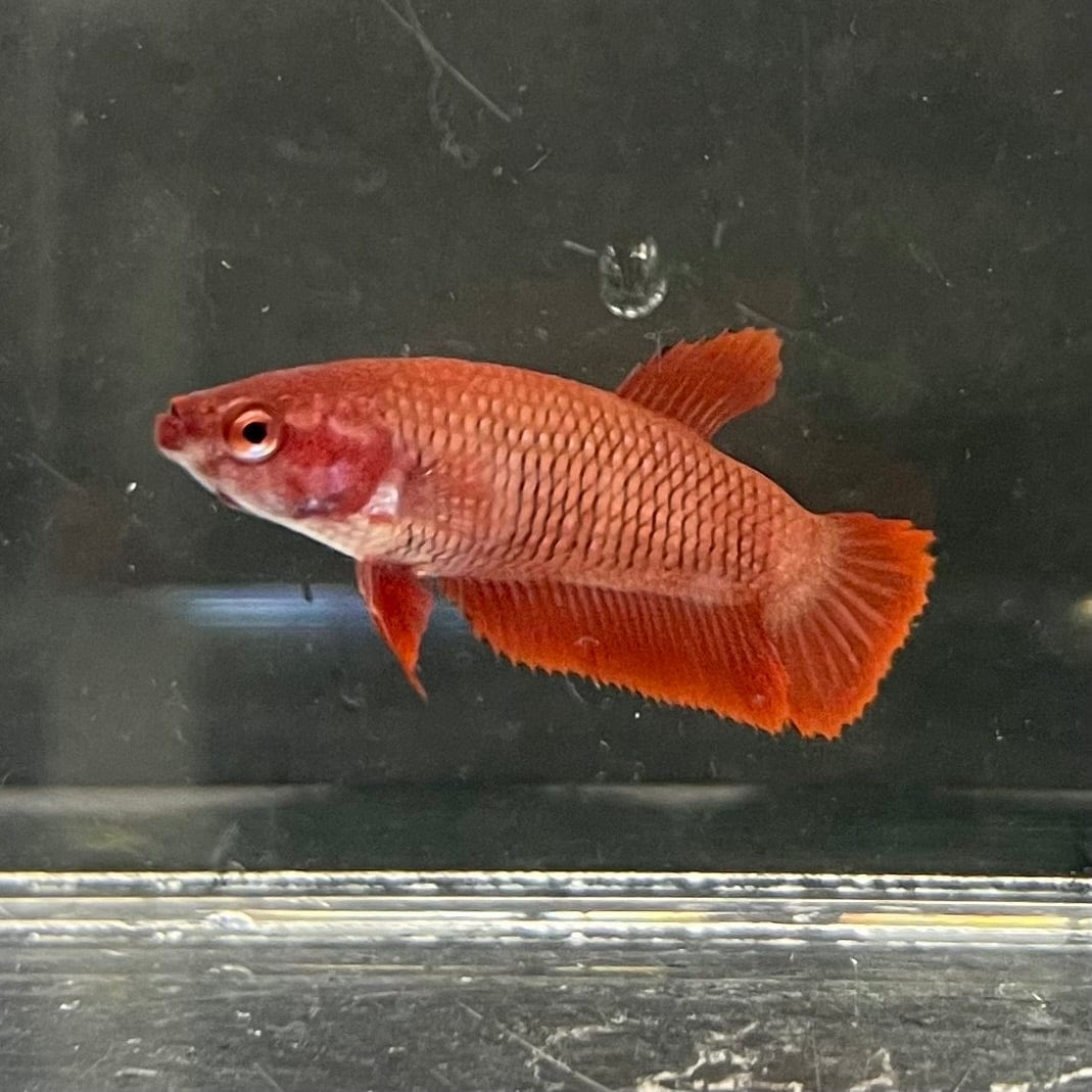 the-fish-farm Female Betta Female Betta - One Only - W Choose your own Female Betta at The Fish Farm Australia