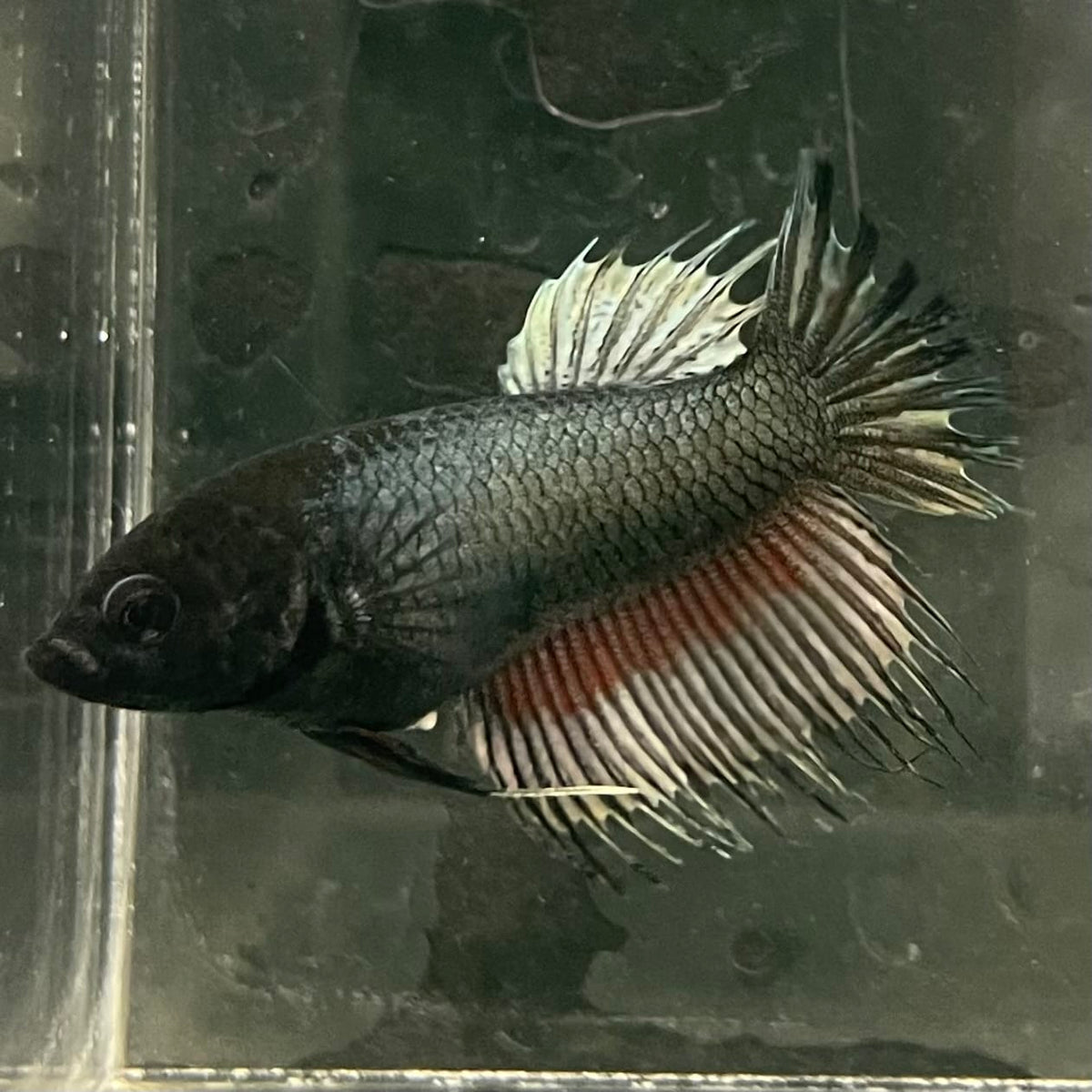 the-fish-farm Female Betta Female Betta - One Only - W Choose your own Female Betta at The Fish Farm Australia