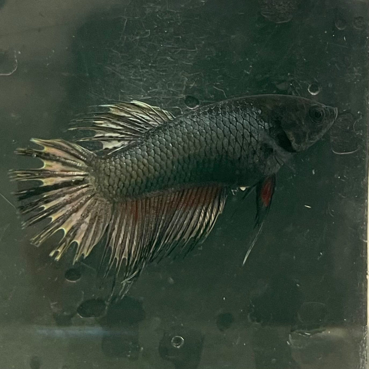 the-fish-farm Female Betta Female Betta - One Only - W Choose your own Female Betta at The Fish Farm Australia