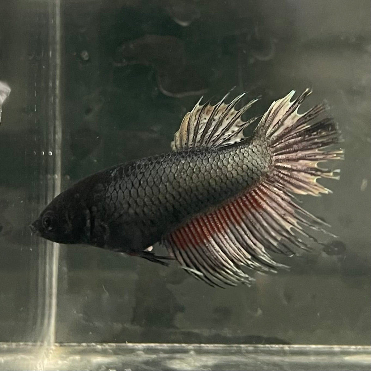 the-fish-farm Female Betta Female Betta - One Only - W Choose your own Female Betta at The Fish Farm Australia