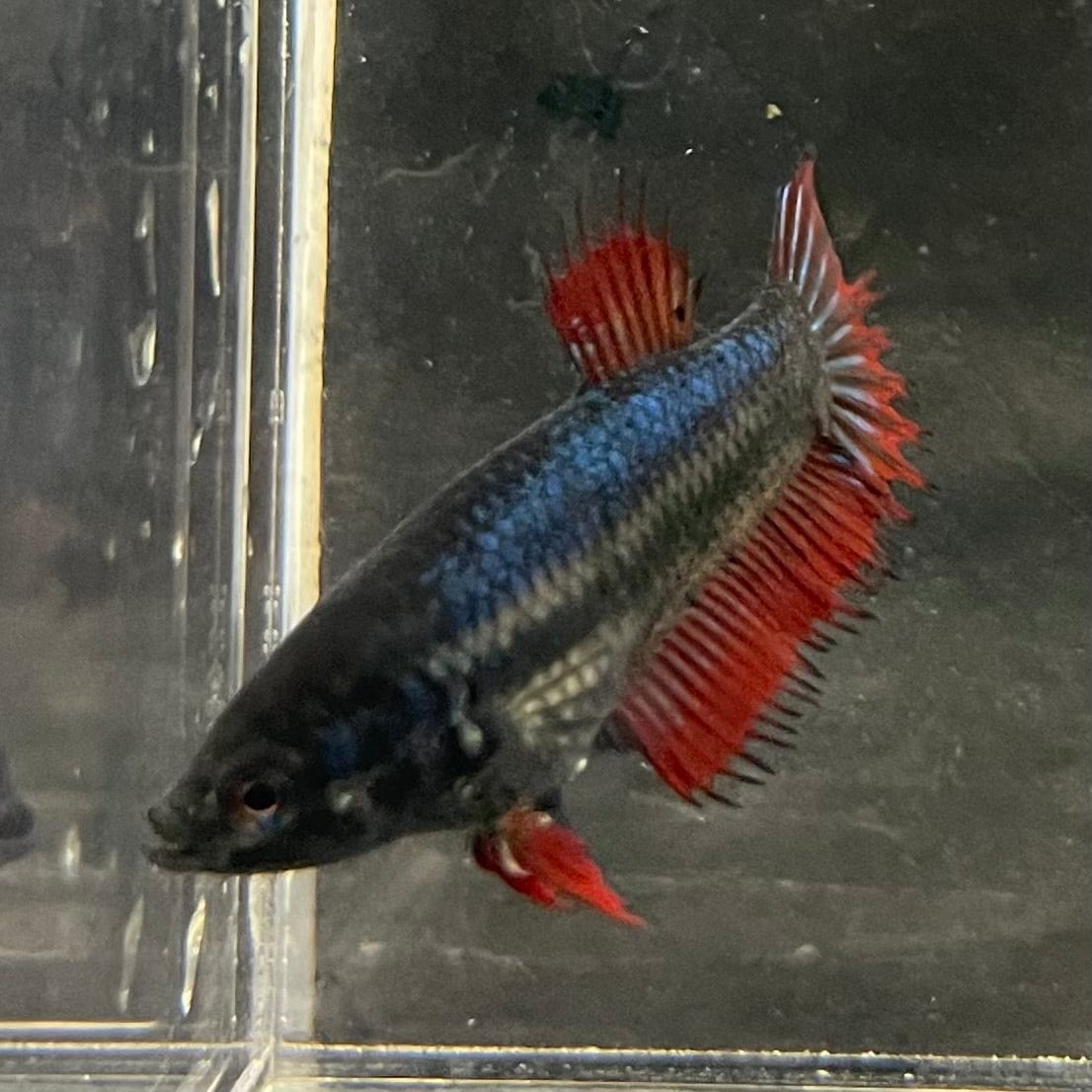 the-fish-farm Female Betta Female Betta - One Only - X Choose your own Female Betta at The Fish Farm Australia